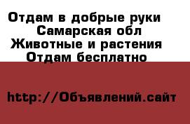 Отдам в добрые руки  - Самарская обл. Животные и растения » Отдам бесплатно   